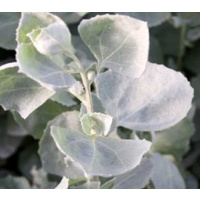 NATIF Saltbush Flakes (20g) - Native Herb