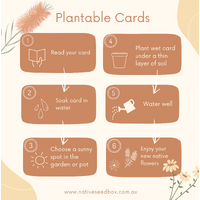 Native Seed Box Plantable Greeting Card - Australian Christmas Bauble