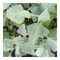 NATIF Saltbush Flakes (20g) - Native Herb