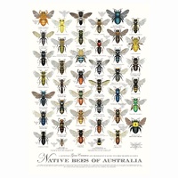 Native Bees of Australia A2 Poster