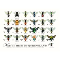 Native Bees of Queensland A2 Poster